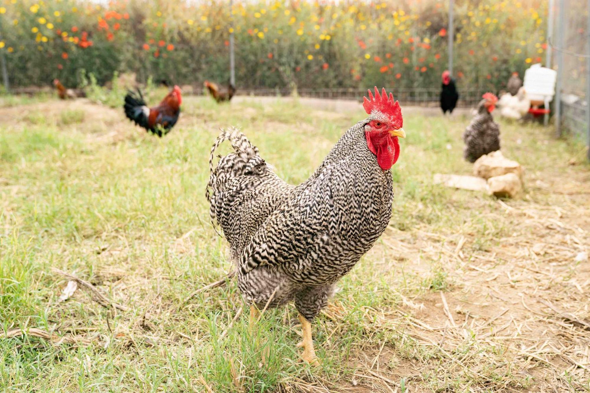 Judeka Agriresort Caltagirone Dış mekan fotoğraf
